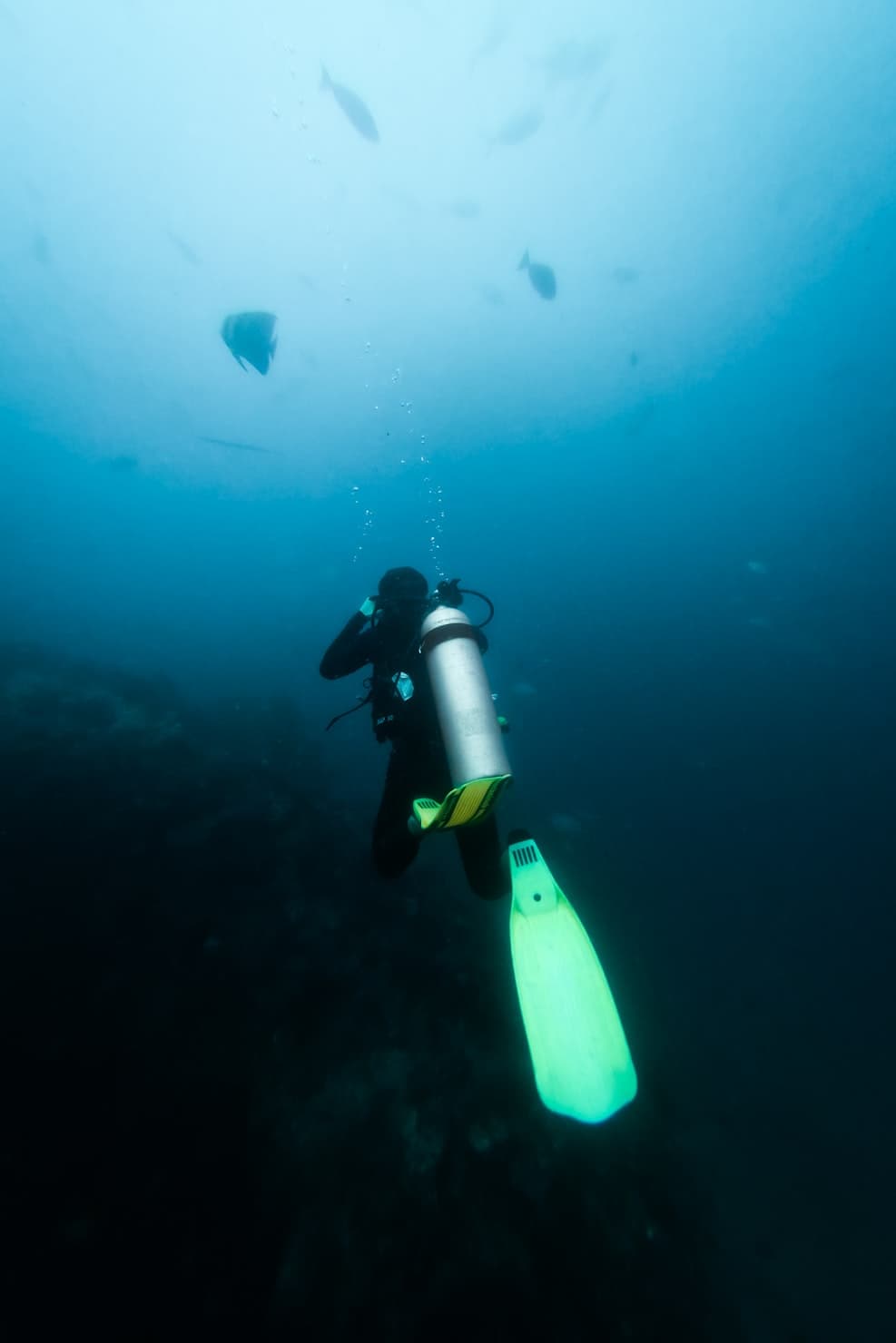 Scuba diving in Koh Tao's coral reefs