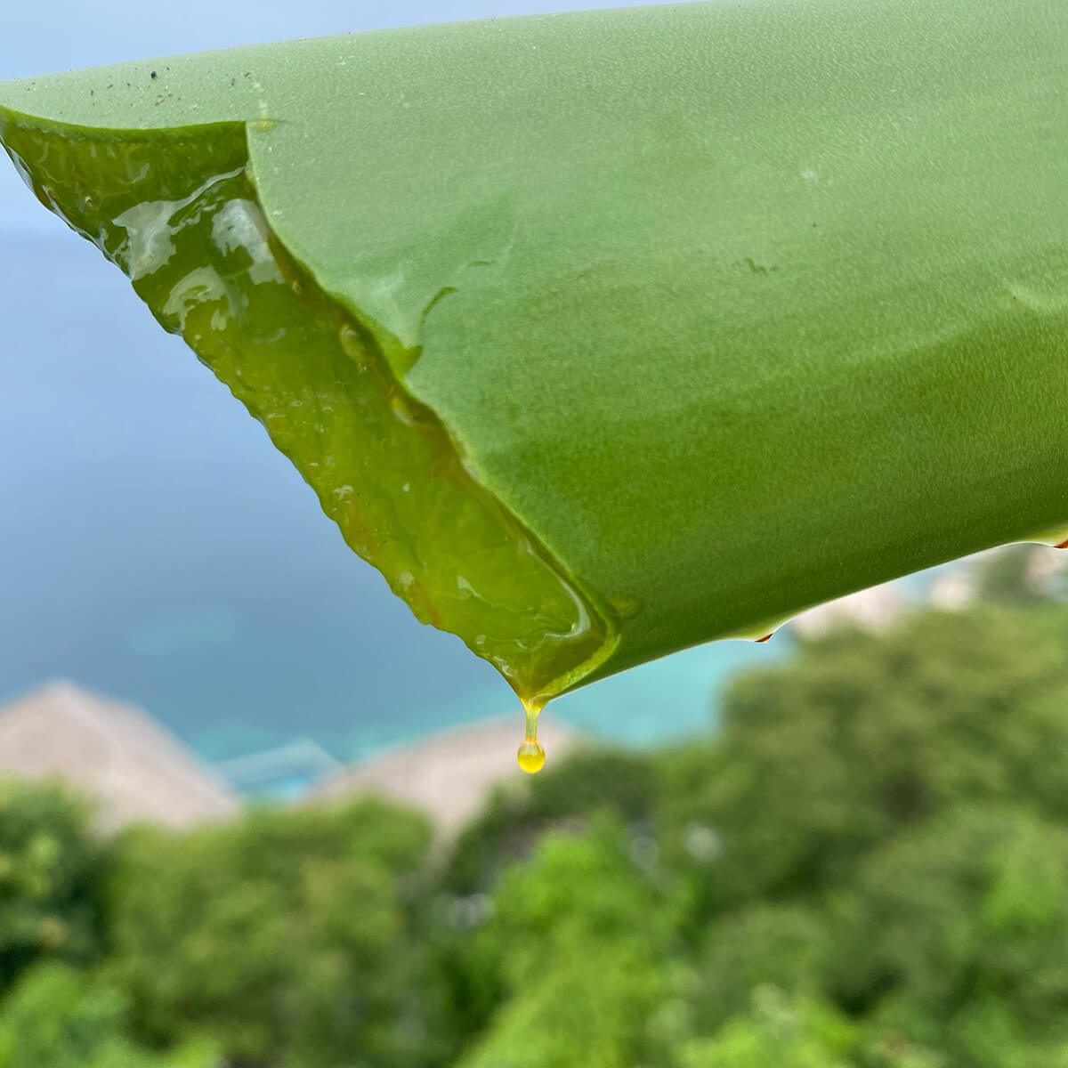 Aloe vera massage